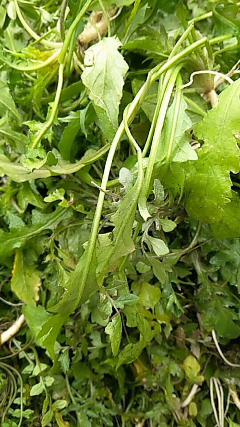 野生荠菜