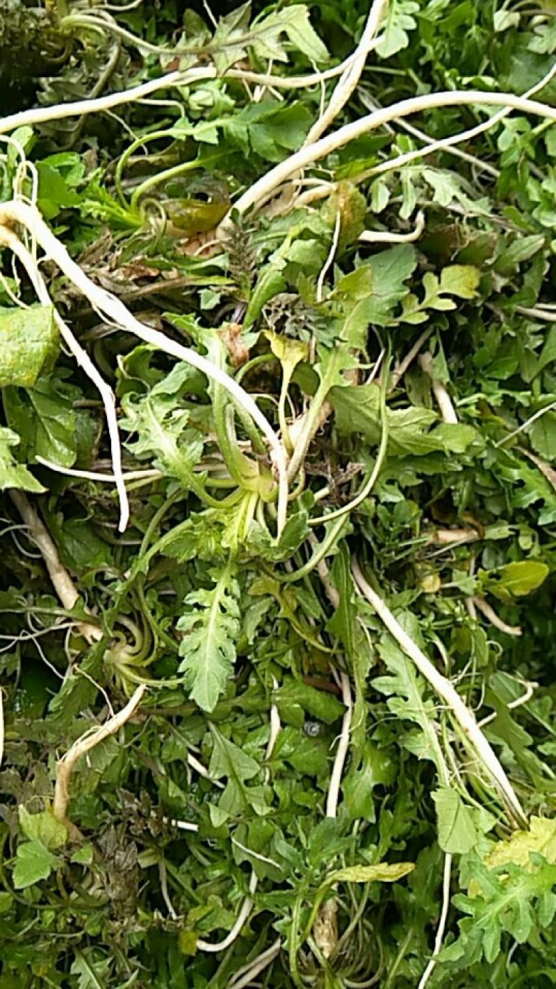 野生荠菜