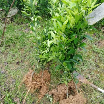 爱媛38嫁接苗手剥果冻橙苗皮薄汁多，入口化渣
