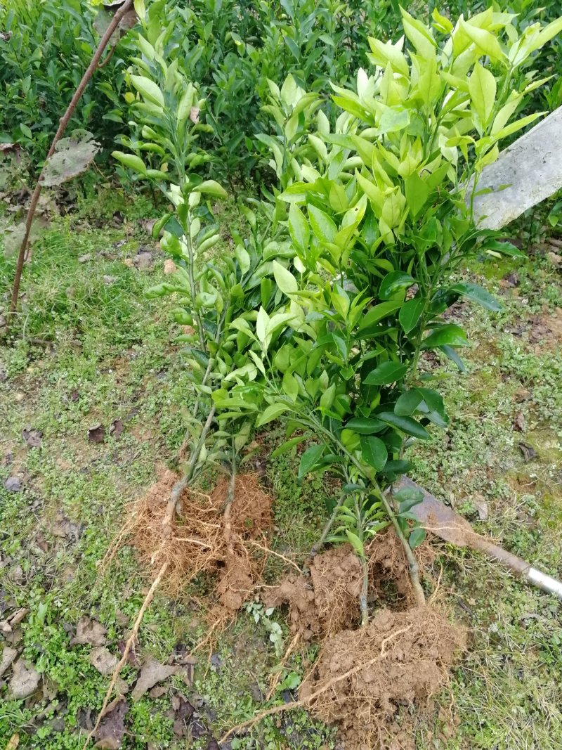 爱媛38嫁接苗手剥果冻橙苗皮薄汁多，入口化渣