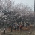大杏树杏树杏树苗嫁接用大杏树