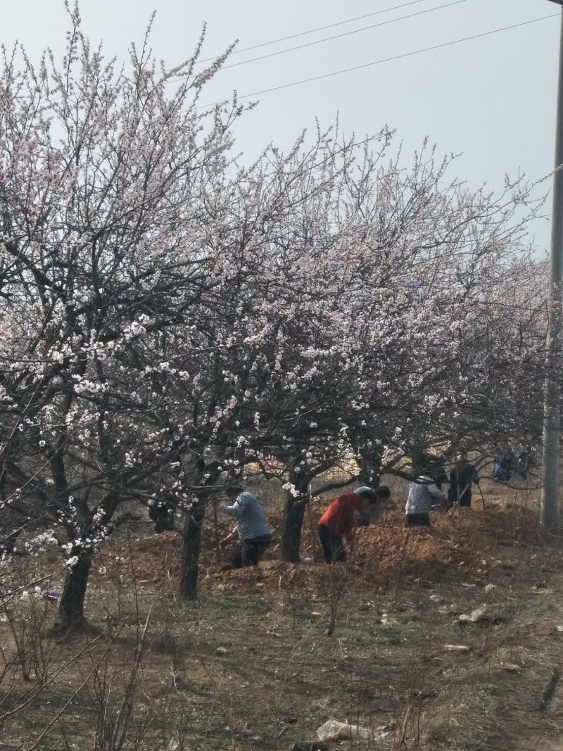 大杏树杏树杏树苗嫁接用大杏树