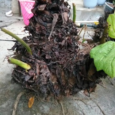 大黄，种芽