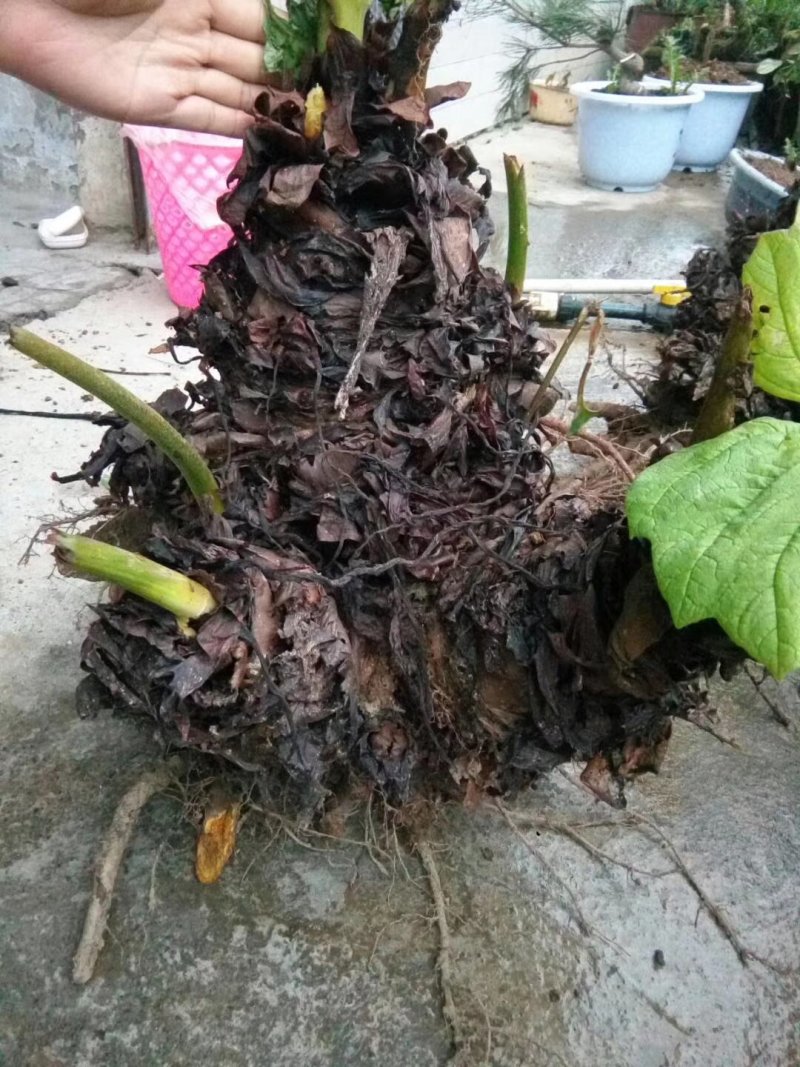 大黄，种芽