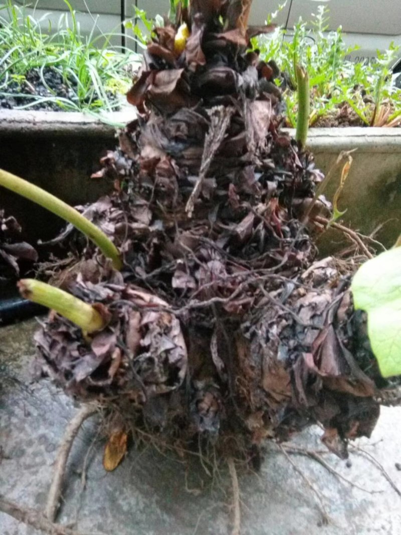 大黄，种芽