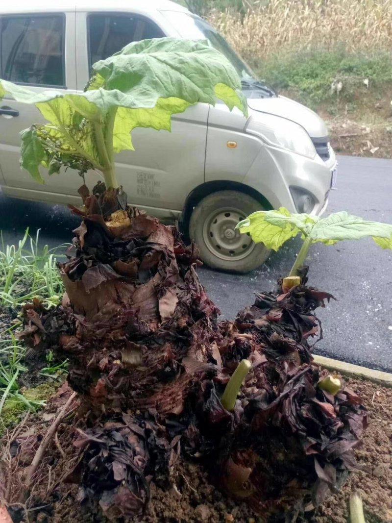 大黄，种芽