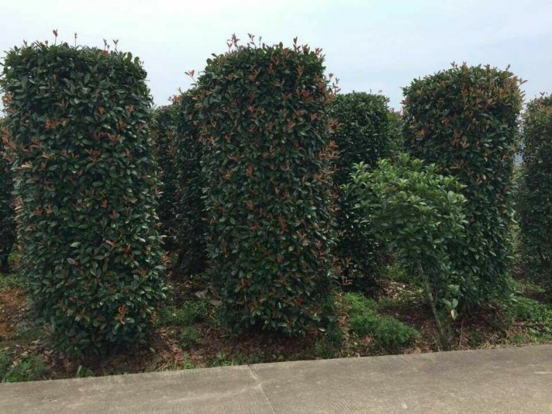 红叶石楠柱200----350