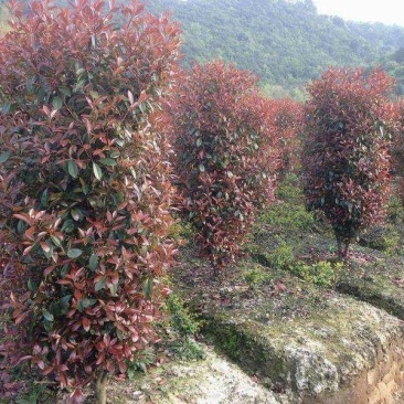 红叶石楠柱200----350
