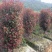红叶石楠柱200----350