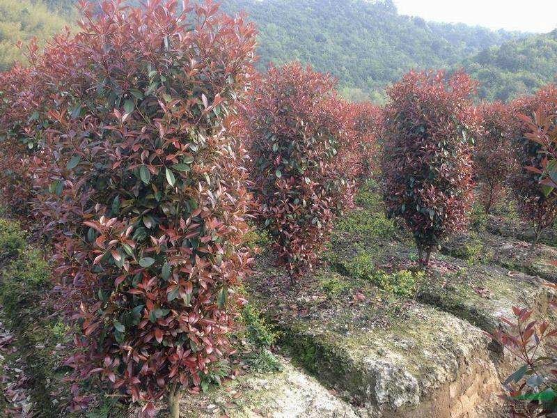 红叶石楠柱200----350