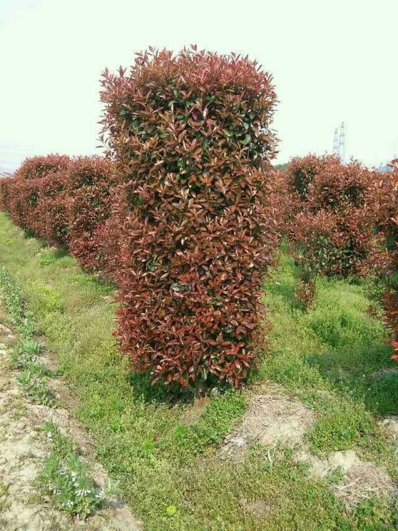红叶石楠柱200----350