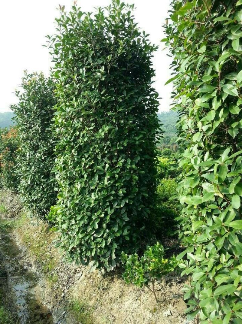 红叶石楠柱200----350