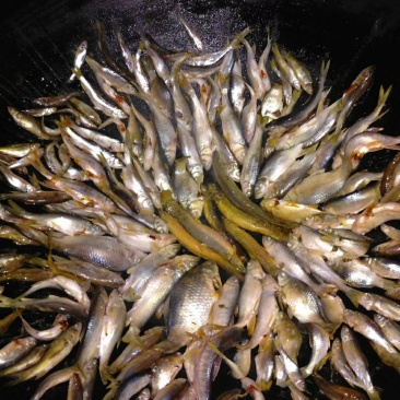 小山村溪流小杂鱼