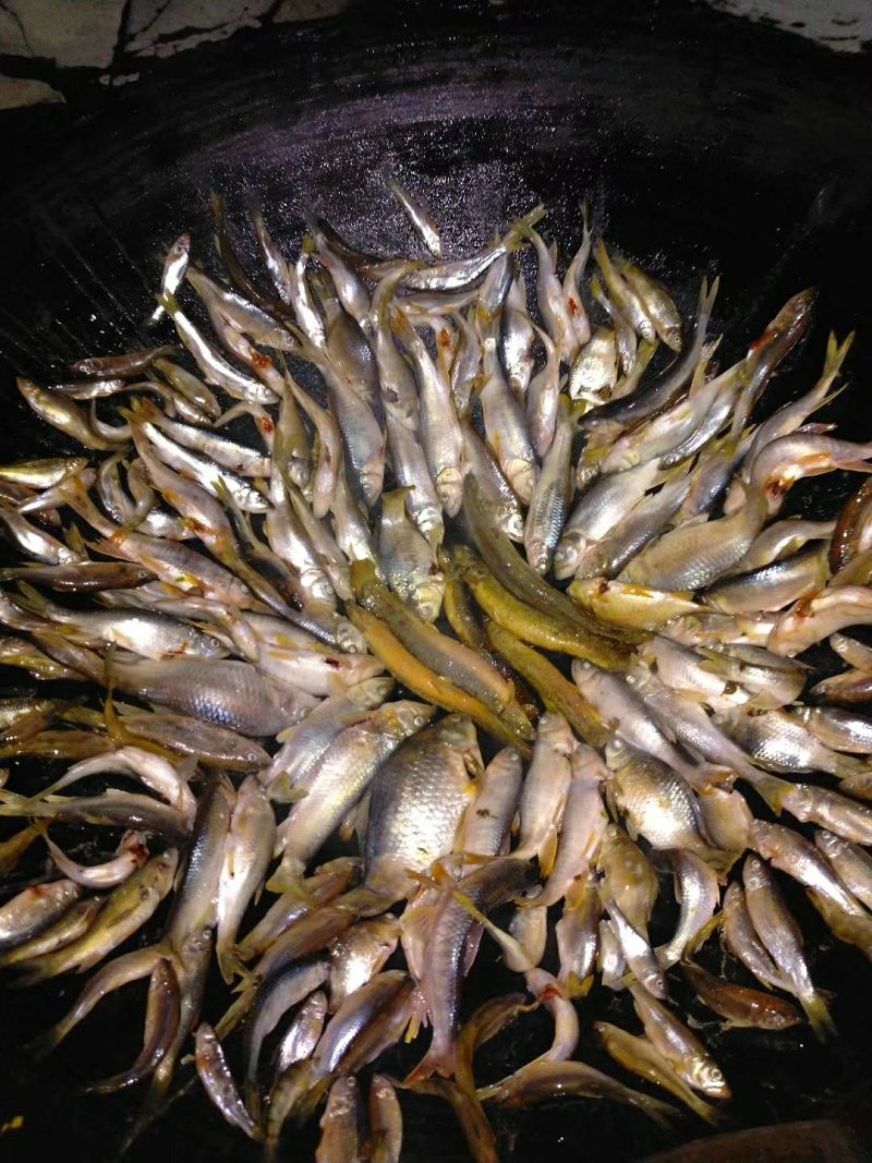 小山村溪流小杂鱼