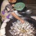 小山村溪流小杂鱼