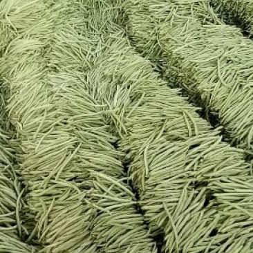小金豆