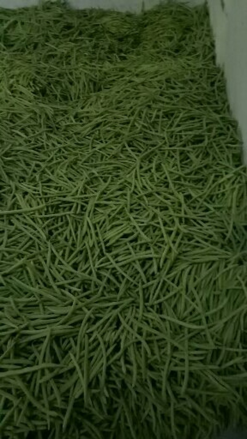 小金豆
