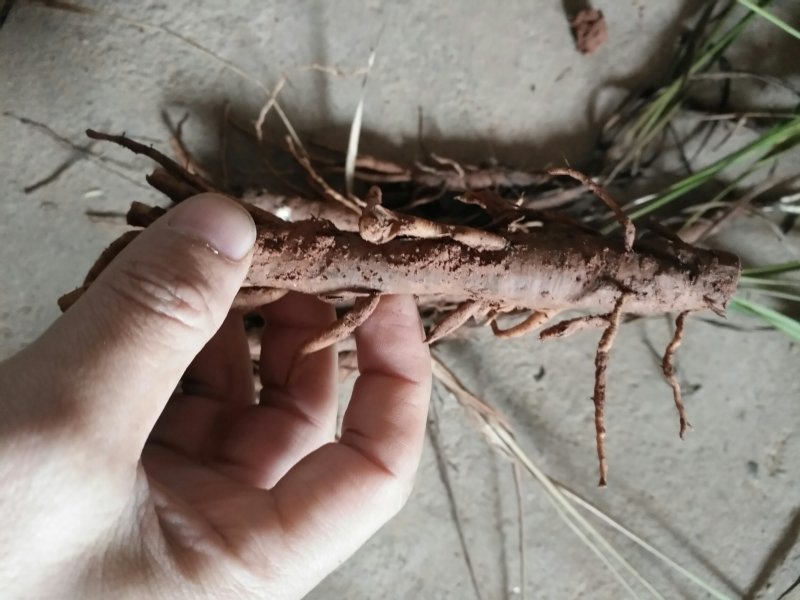 仙茅野生仙茅