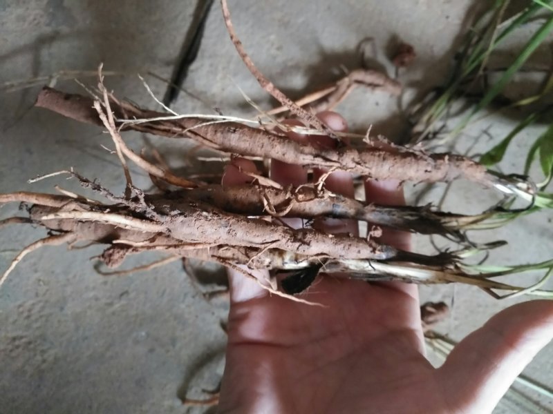仙茅野生仙茅