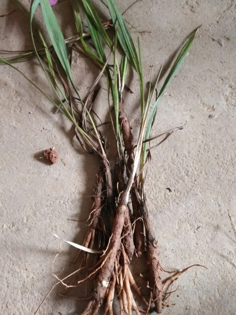 仙茅野生仙茅
