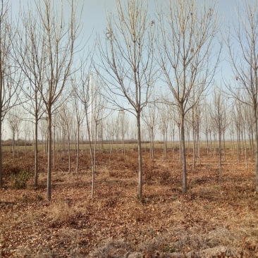 速生白蜡5公分6公分，