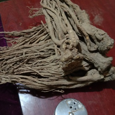 产地直销，甘肃漳县当归，当归大条，药厂，片子尾子，