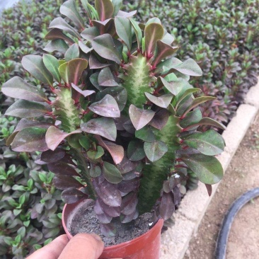 仙人球