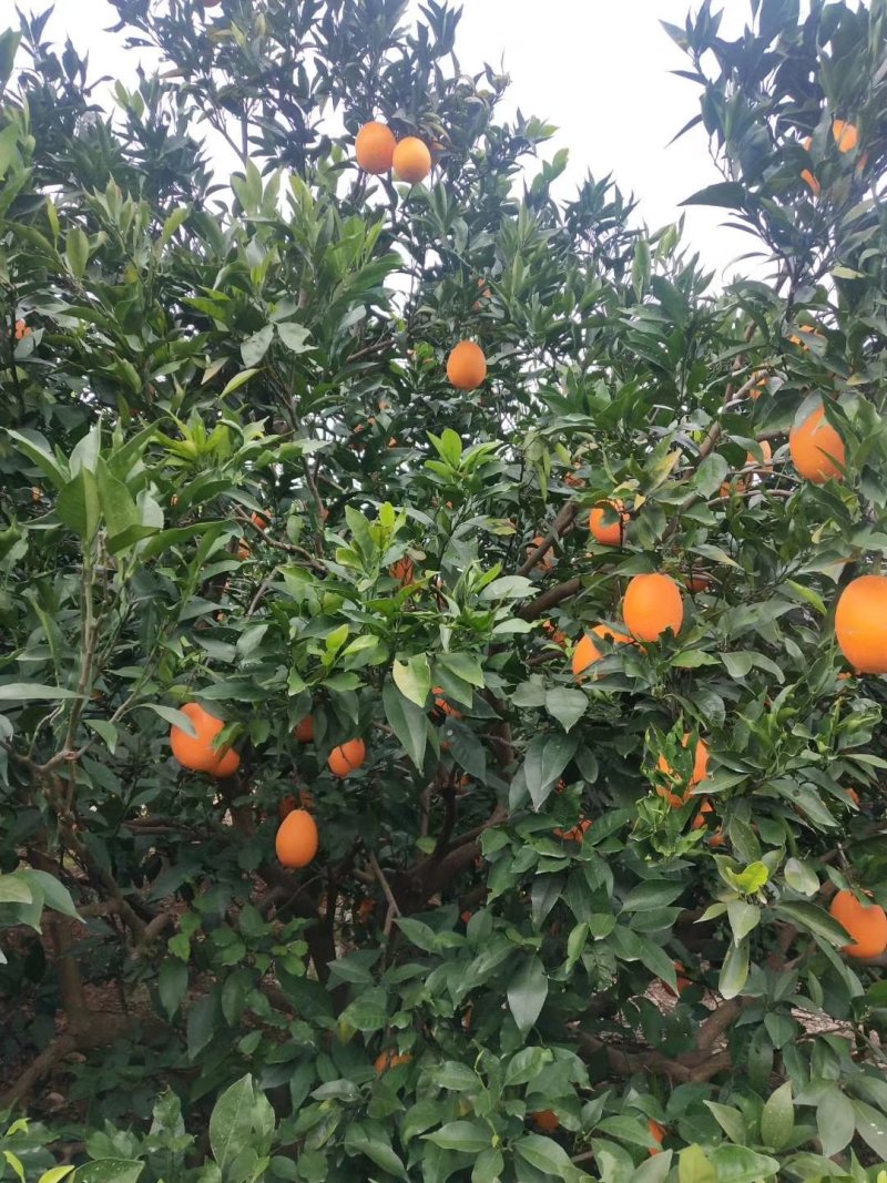 奉节脐橙