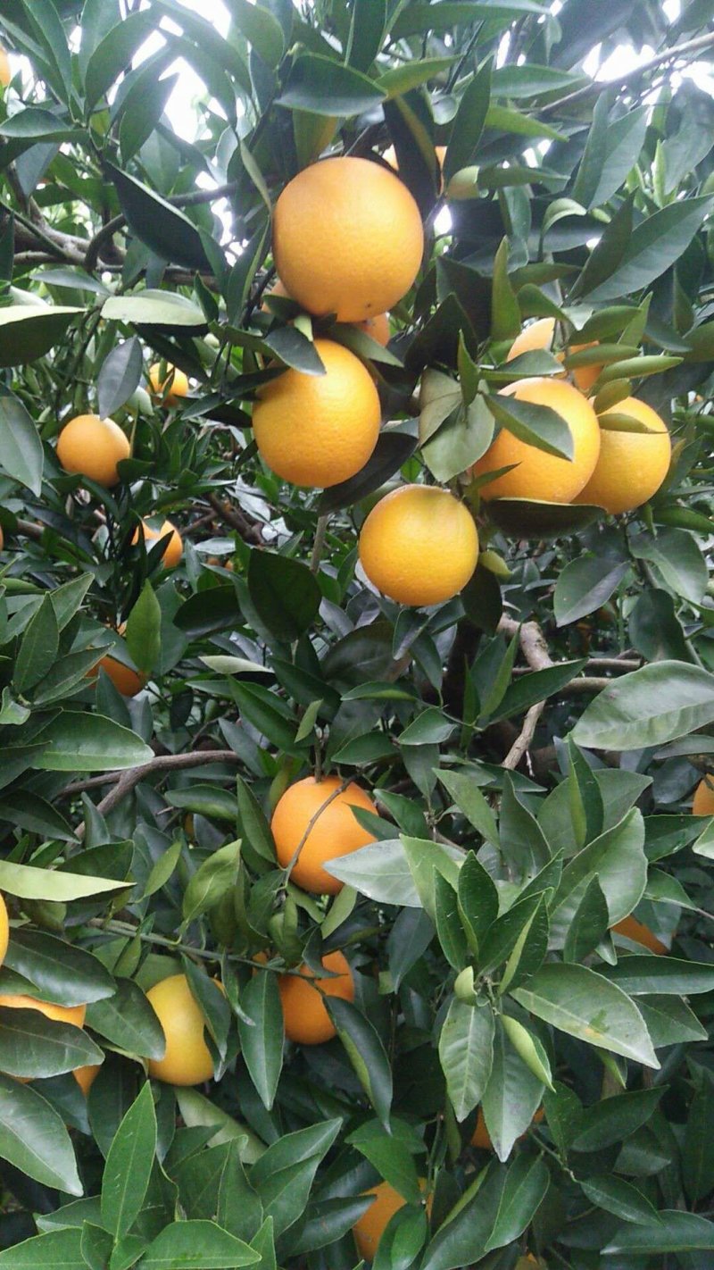 奉节脐橙