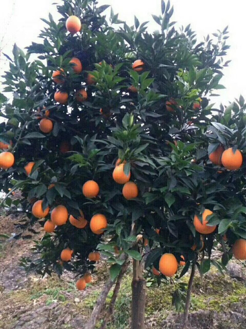 奉节脐橙