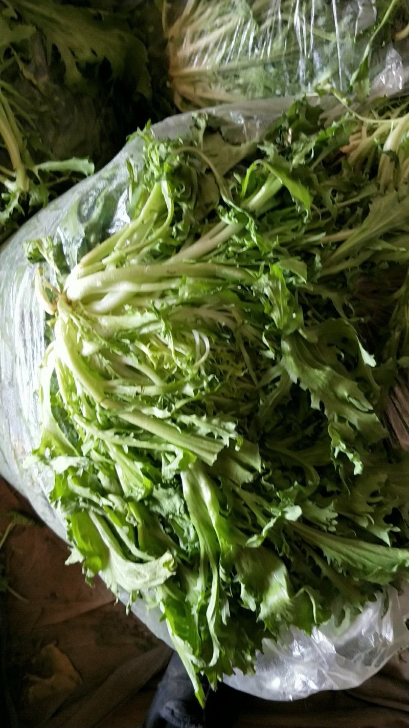 苦菊