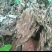 高山雲雾灵芝，黑芝，纯原生态野外培育