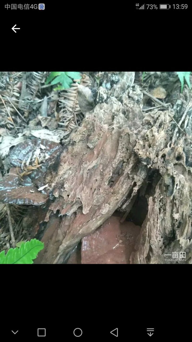 高山雲雾灵芝，黑芝，纯原生态野外培育