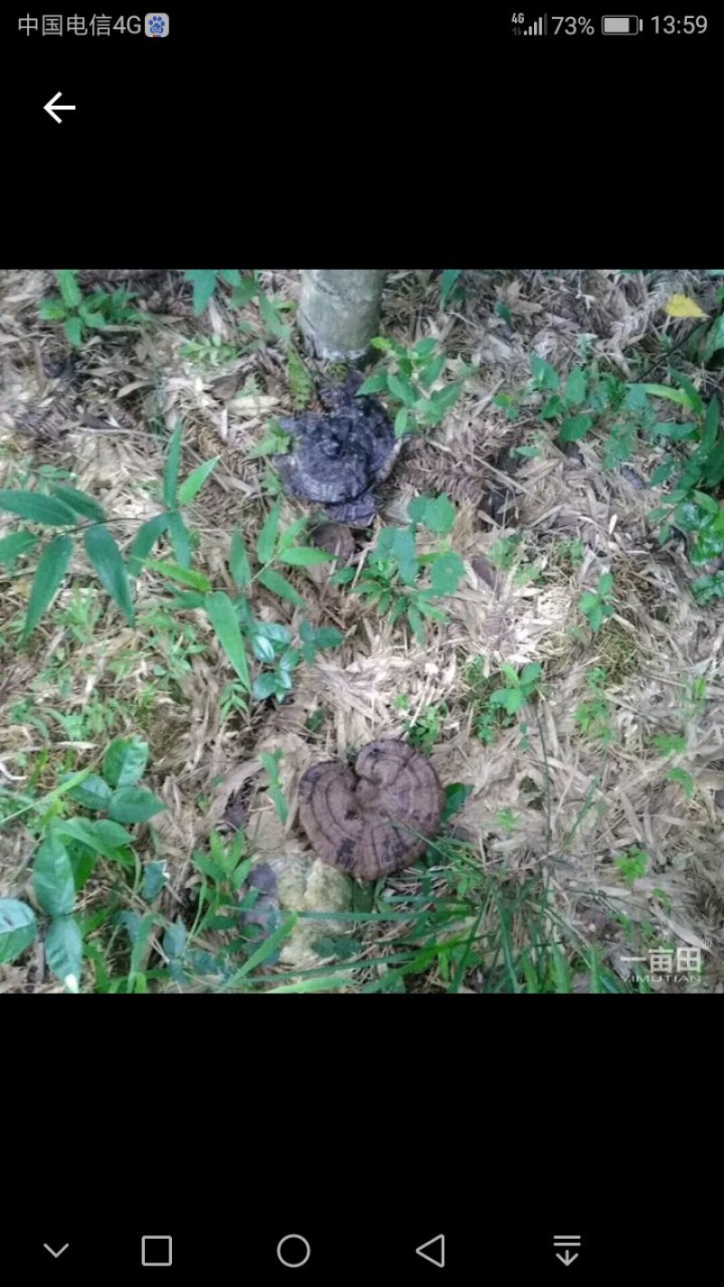 高山雲雾灵芝，黑芝，纯原生态野外培育