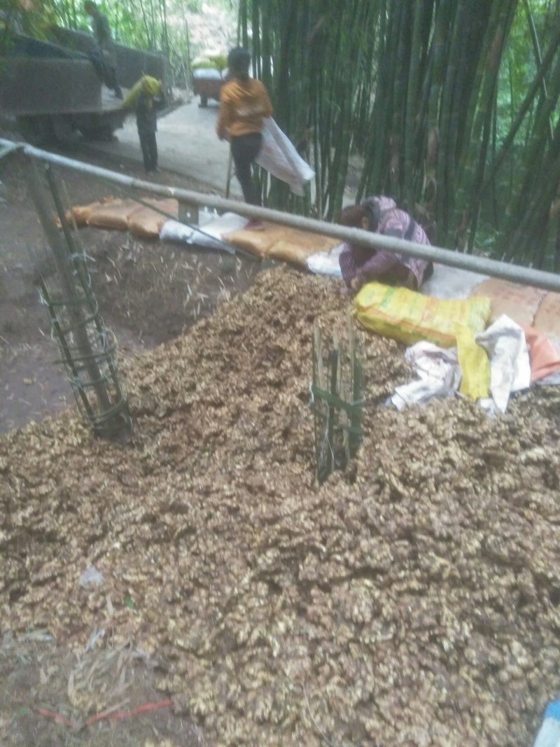大量供应姜种