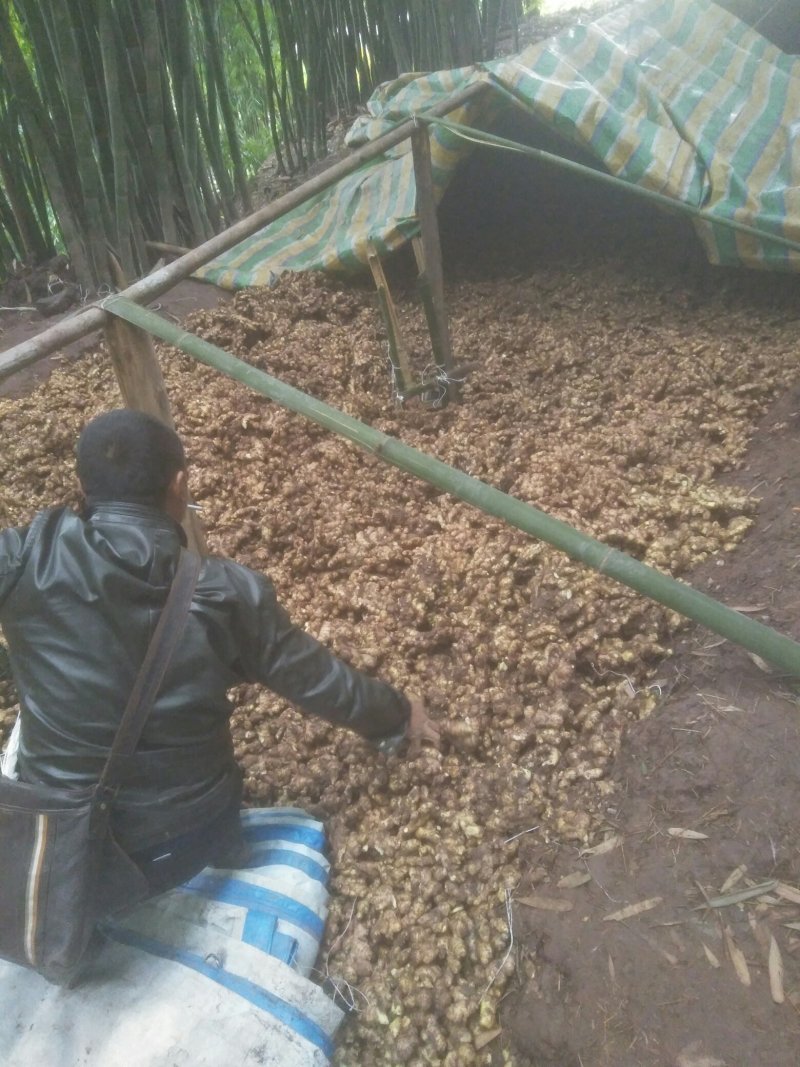 大量供应姜种