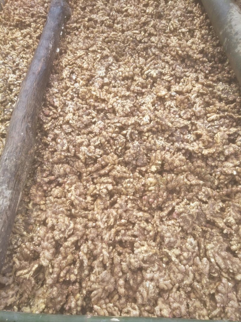 大量供应姜种