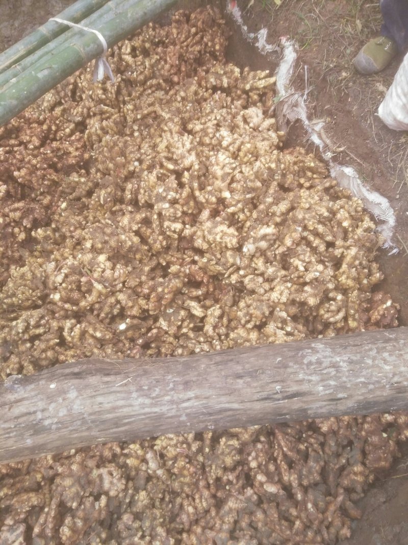 大量供应姜种