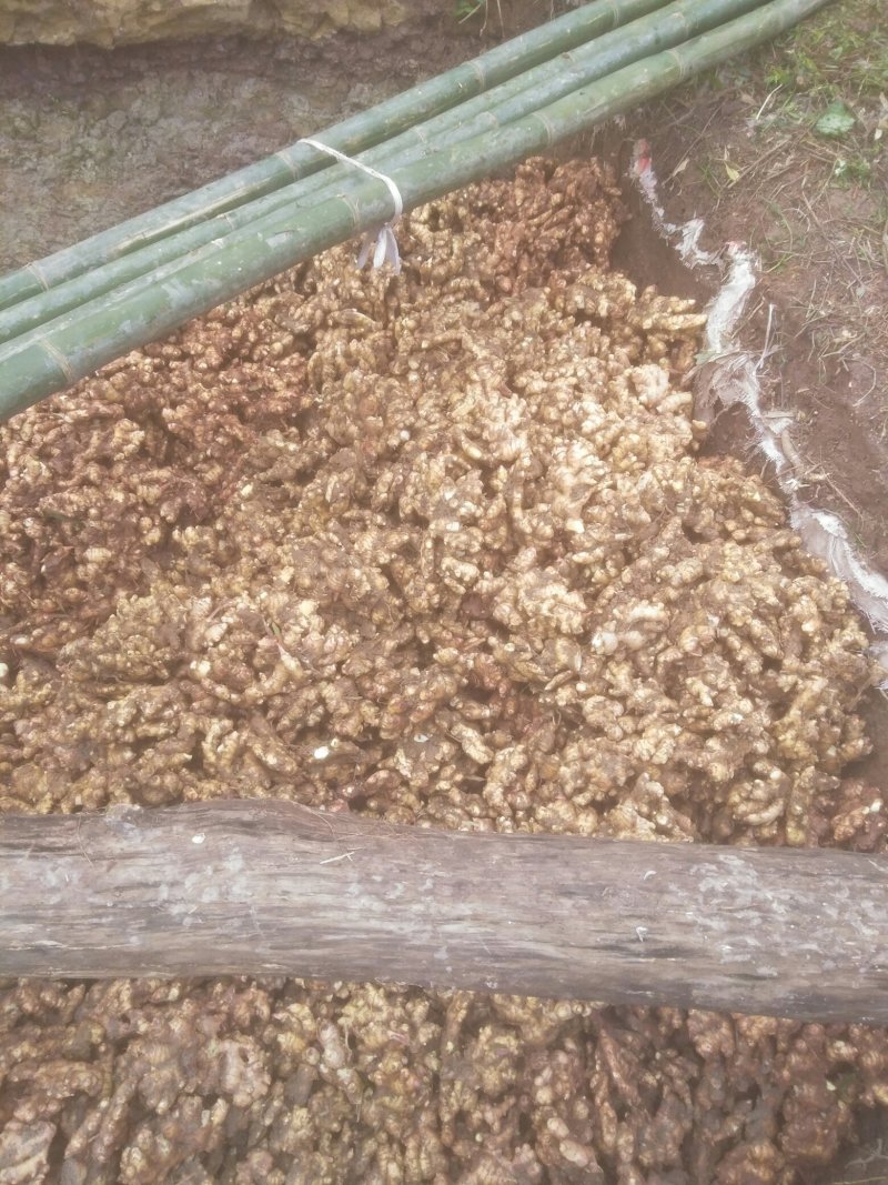 大量供应姜种