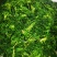 速冻荠菜速冻荠菜馅