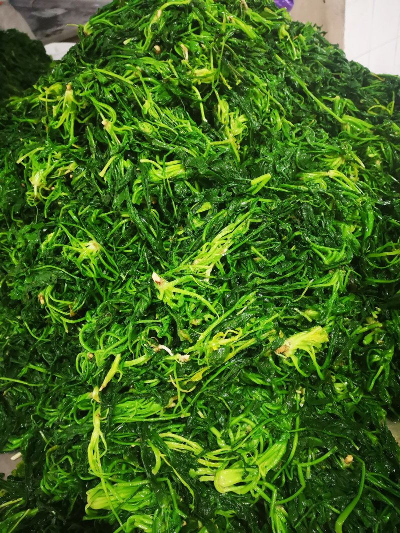 速冻荠菜速冻荠菜馅
