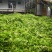 速冻荠菜速冻荠菜馅