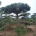 造型松