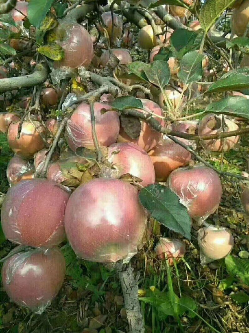 苹果