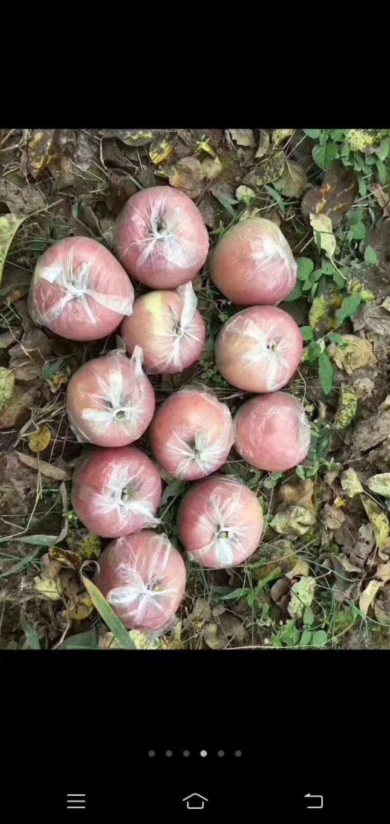 苹果