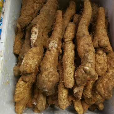 正宗瑞昌山药非铁棍淮山瑞昌特产