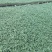 西红柿种苗，寿光西红柿种苗嫁接西红柿苗番茄苗