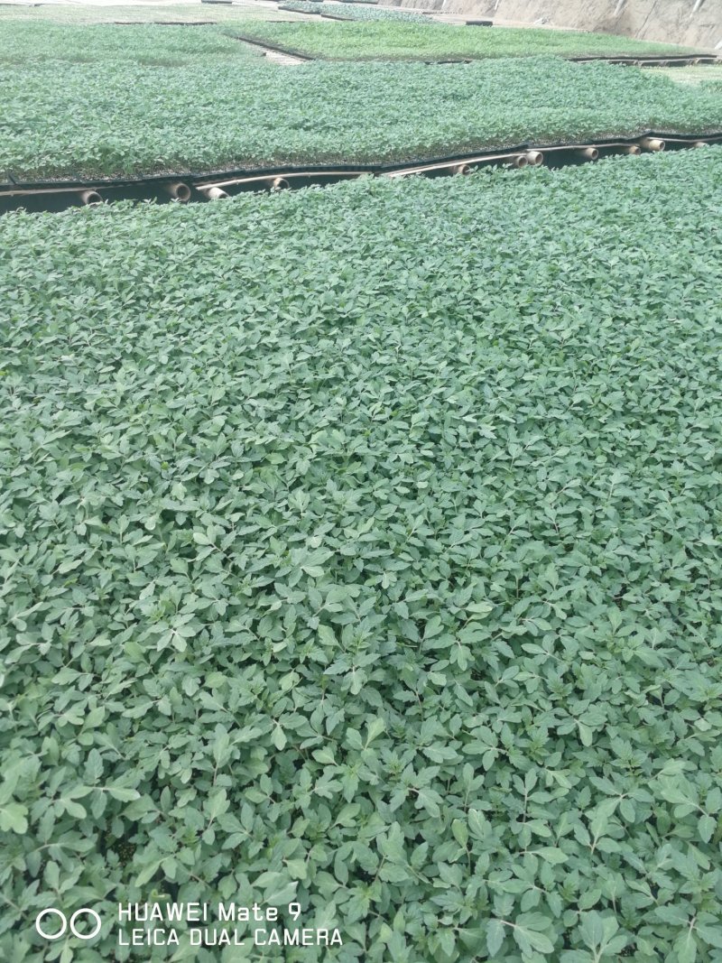 西红柿种苗，寿光西红柿种苗嫁接西红柿苗番茄苗