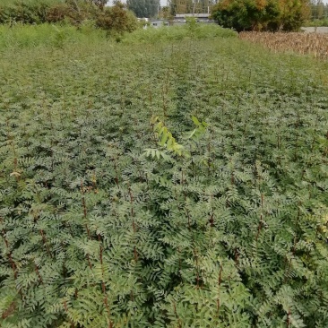 基地直销大红袍花椒苗，无刺花椒苗，规格齐全，质优价廉。