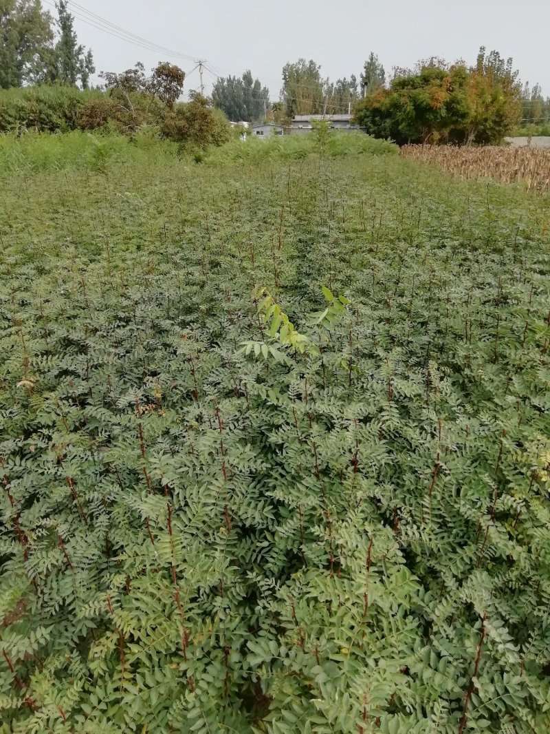 基地直销大红袍花椒苗，无刺花椒苗，规格齐全，质优价廉。